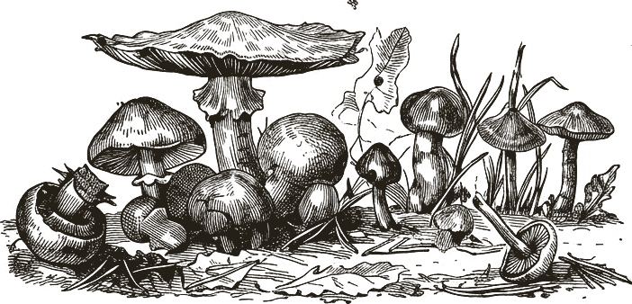 Engraved illustration of wild mushrooms